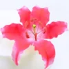 CM Zuckerblumen Lily Dark Pink - 1 Stück