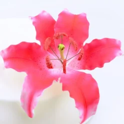 CM Zuckerblumen Lily Dark Pink - 1 Stück