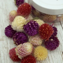 Essbare Blumen Kugelamarant getrocknet - Farbenmix