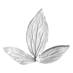 SK Blatt Veiner - Pfingsrose Triple