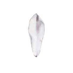 SK- GI Blütenblatt Veiner - Magnolie Narrow 10cm
