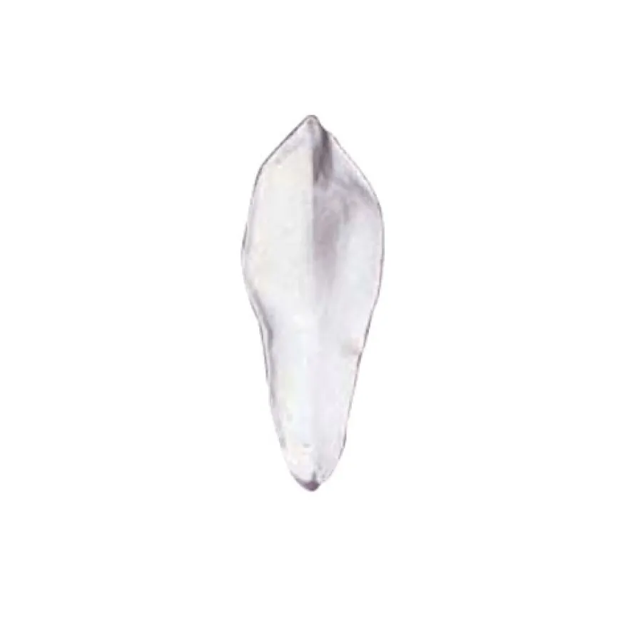 SK- GI Blütenblatt Veiner - Magnolie Narrow 10cm