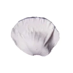 SK Veiner Blütenblatt Mohn - Poppy L